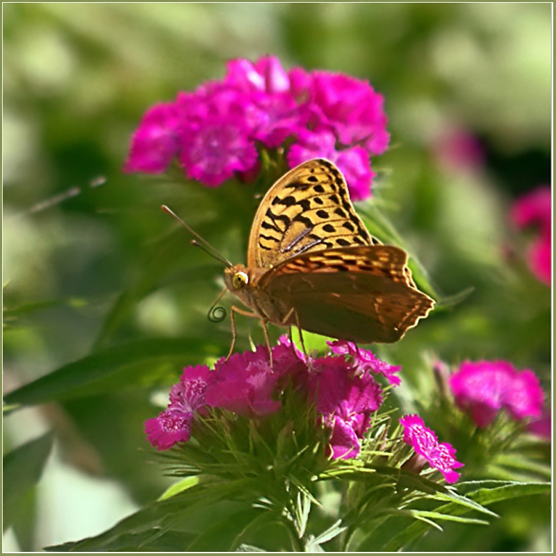 photo "***" tags: nature, macro and close-up, 