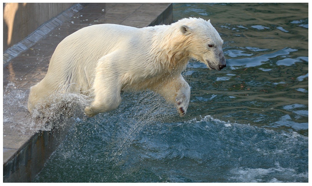 photo "Jumps on the water" tags: nature, wild animals