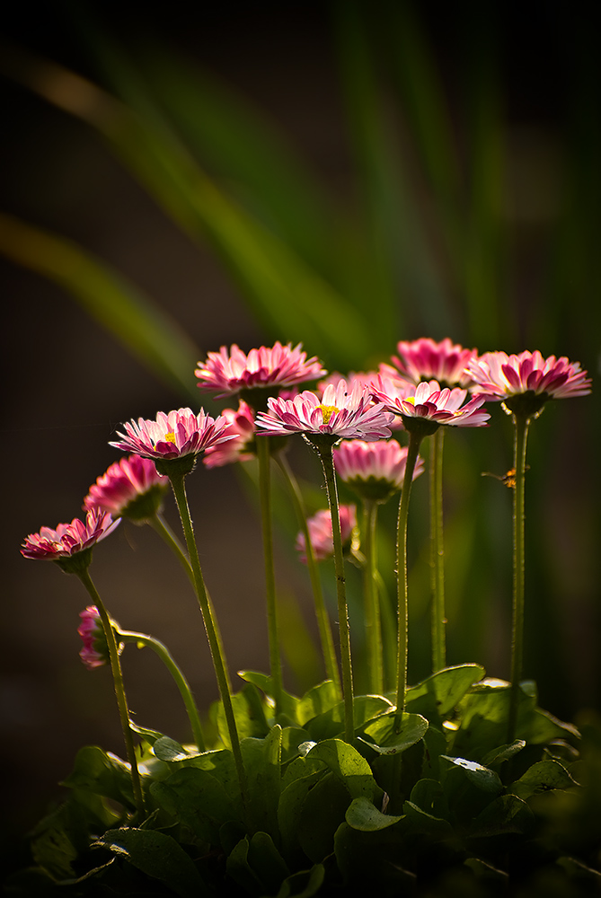 photo "***" tags: nature, flowers