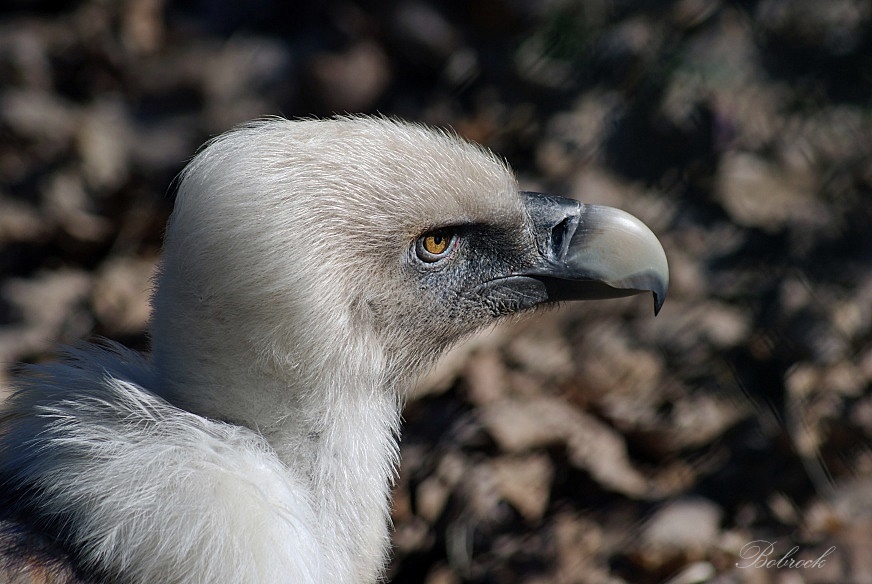 photo "Jastreb" tags: nature, wild animals