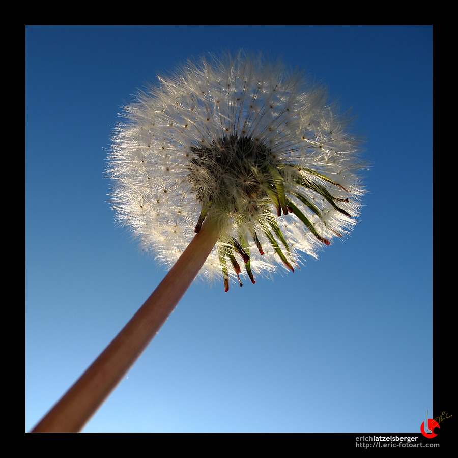 photo "for blowing in the wind . ." tags: nature, landscape, flowers, summer