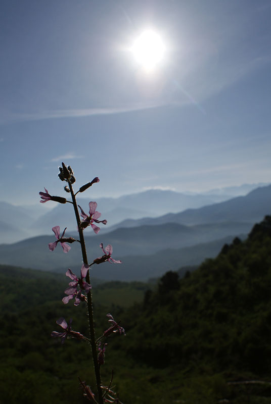 фото "Утренняя Травинка" метки: пейзаж, природа, горы