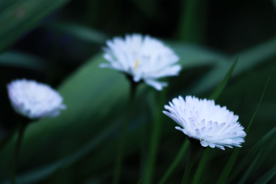 photo "***" tags: nature, flowers