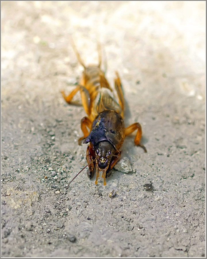 photo "***" tags: nature, macro and close-up, insect