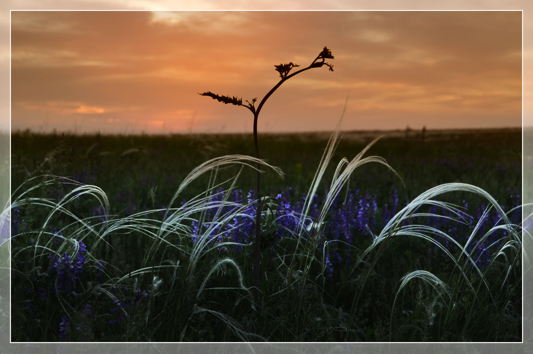 photo "***" tags: nature, landscape, flowers, sunset