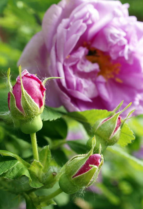 photo "***" tags: nature, macro and close-up, flowers