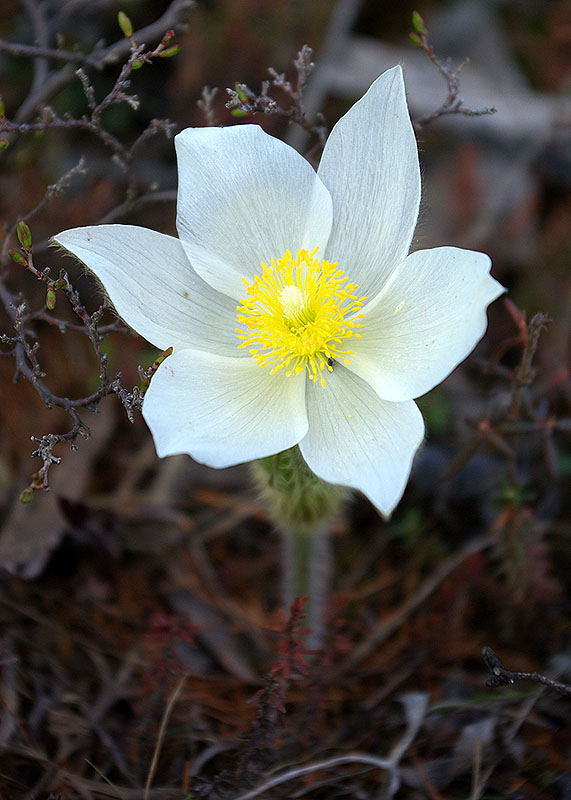 photo "***" tags: nature, flowers