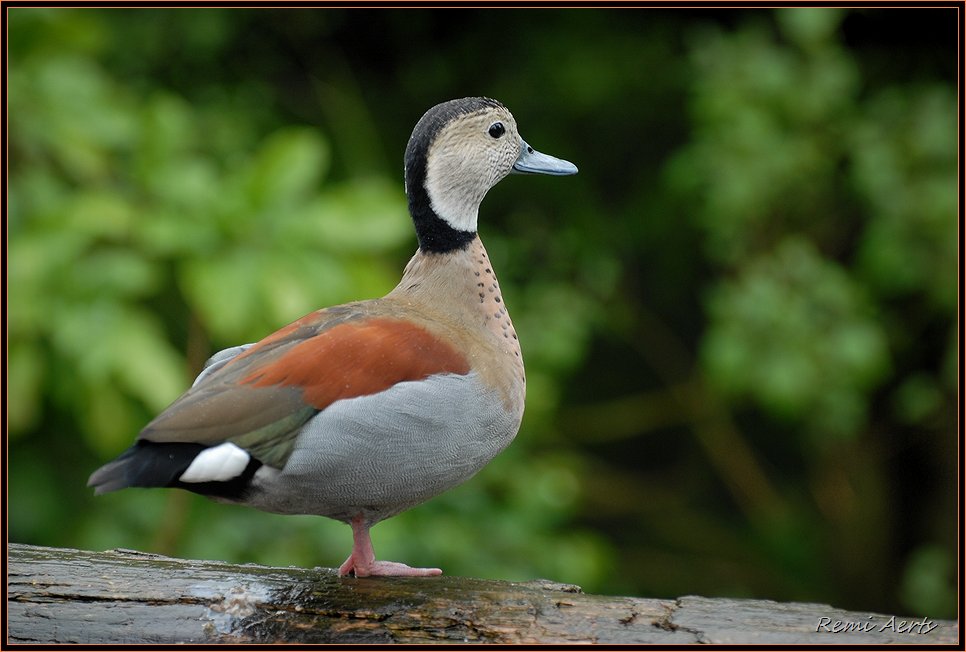 photo "duck" tags: nature, reporting, wild animals
