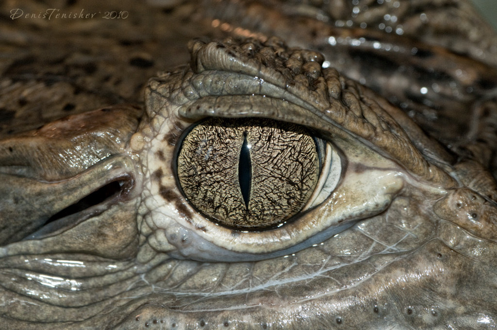 фото "Eye cayman" метки: природа, дикие животные