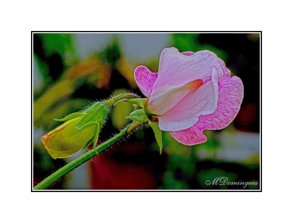 фото "Pea flower" метки: природа, макро и крупный план, цветы
