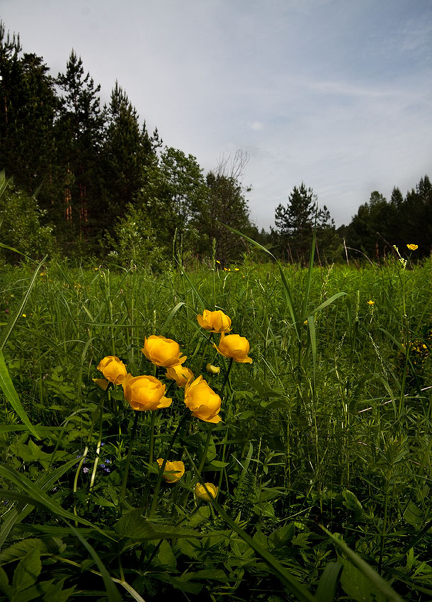 photo "***" tags: landscape, forest