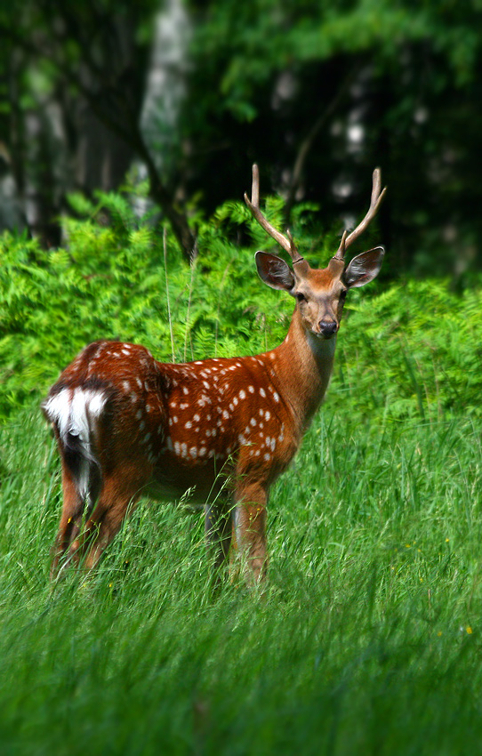 photo "***" tags: nature, wild animals