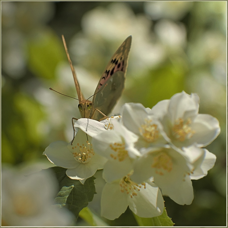 photo "***" tags: nature, macro and close-up, insect