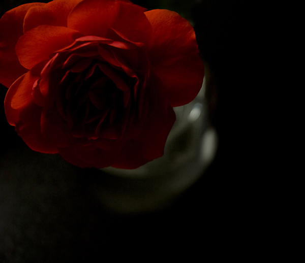 photo "Lavoe" tags: nature, flowers