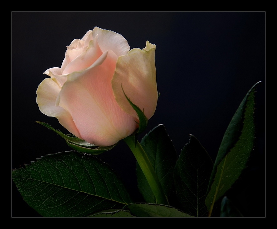photo "***" tags: , 