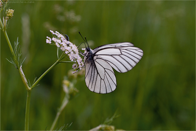 фото "Бабочка" метки: макро и крупный план, природа, насекомое