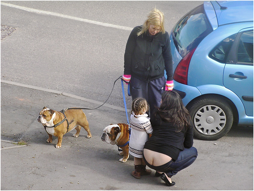 photo "English bulldogs." tags: humor, street, pets/farm animals, собаки