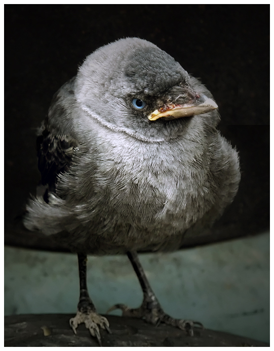 фото "Corvus monedula" метки: природа, дикие животные