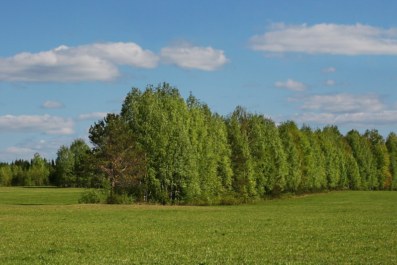 photo "***" tags: landscape, forest, summer