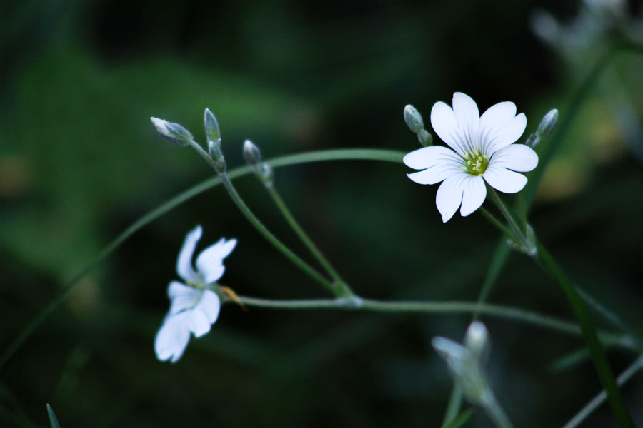 photo "***" tags: nature, flowers