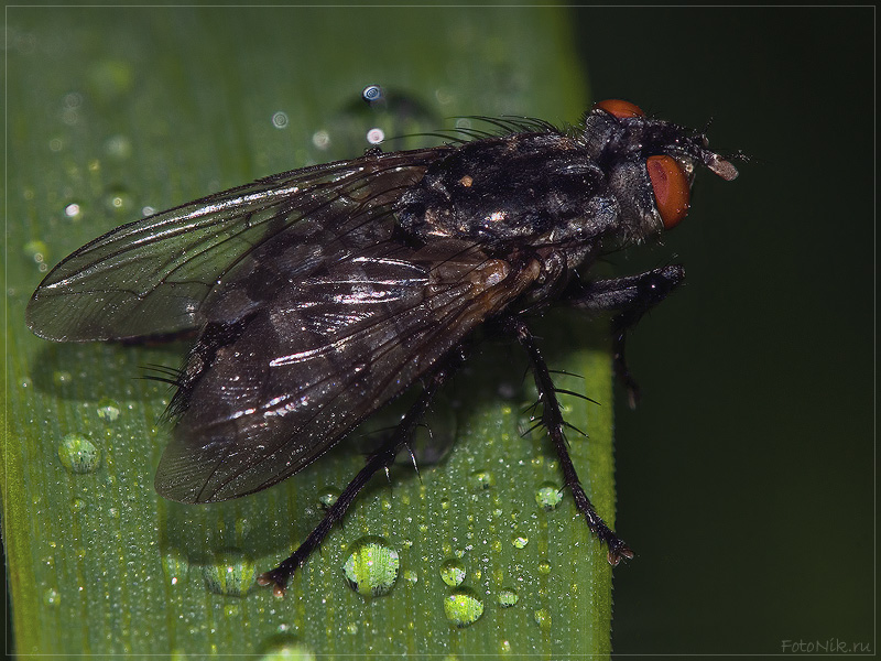 photo "Searching for..." tags: nature, misc., insect