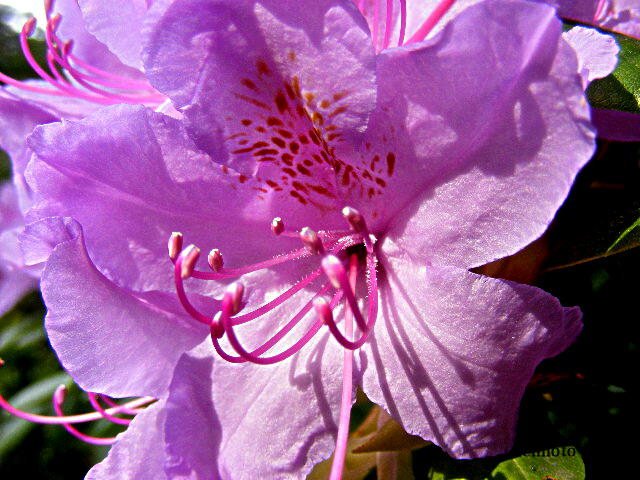 photo "Flower." tags: nature, flowers