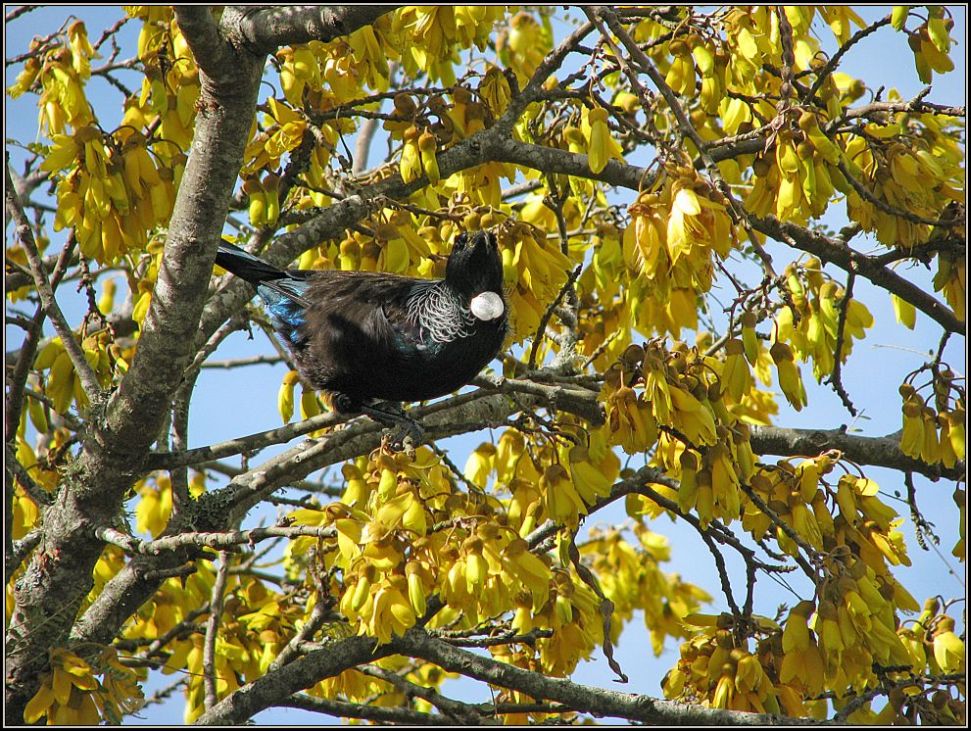 photo "Tui feeding on Kowhai nectar." tags: nature, wild animals