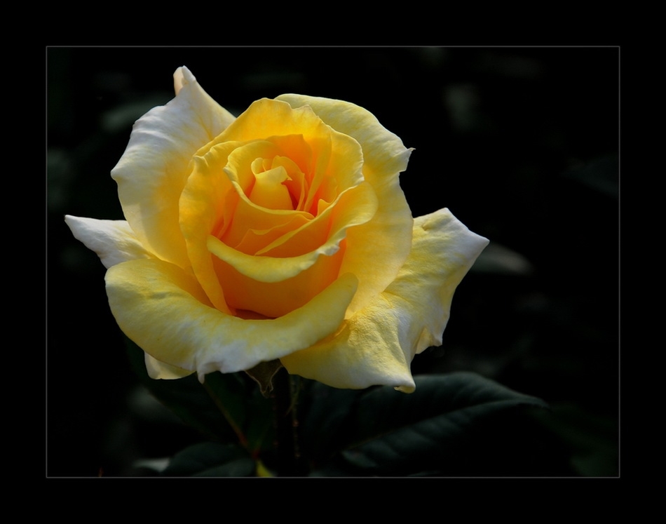 photo "***" tags: nature, flowers