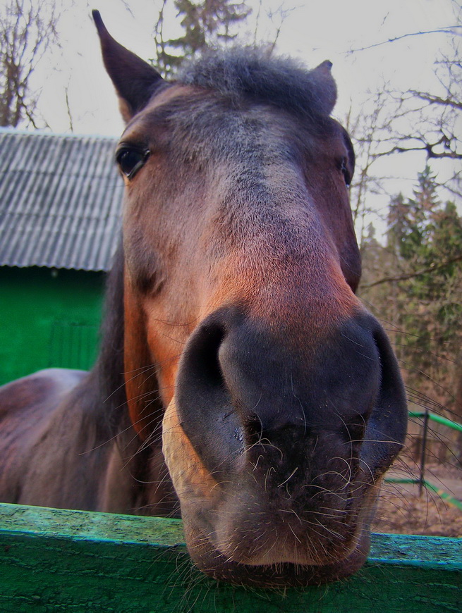 photo "***" tags: nature, pets/farm animals