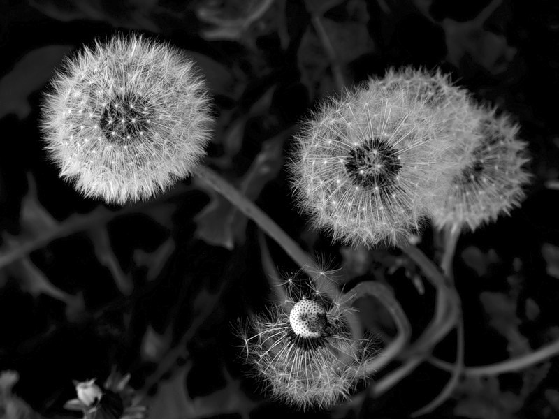 photo "***" tags: black&white, nature, flowers