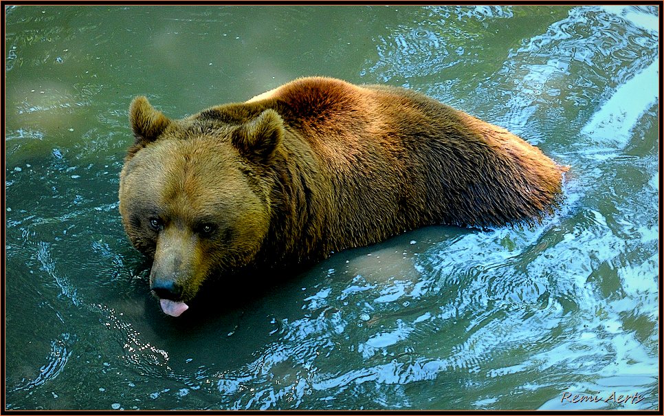 фото "good fresh bath" метки: природа, репортаж, дикие животные