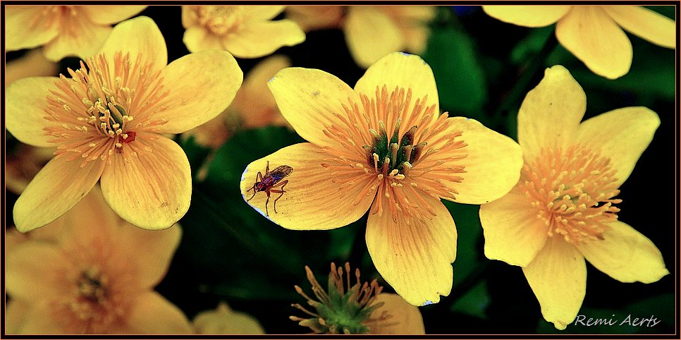 photo "yellow" tags: nature, macro and close-up, flowers