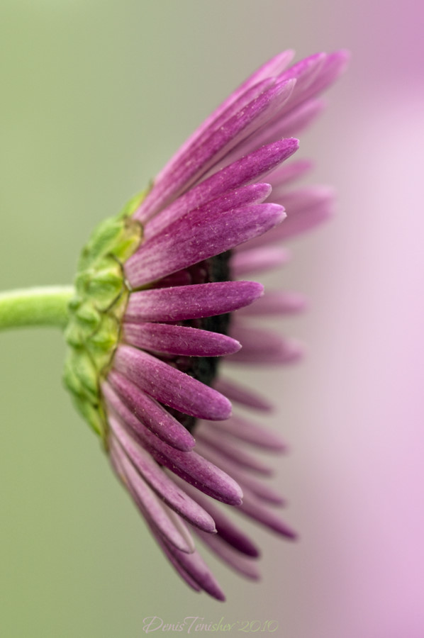 photo "***" tags: nature, flowers