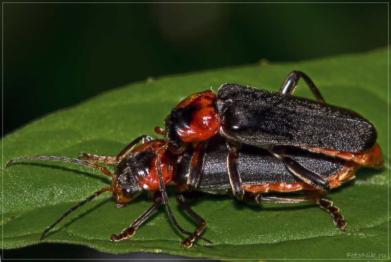 photo "***" tags: nature, misc., insect