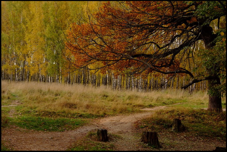 фото "Осенние краски" метки: пейзаж, лес, осень