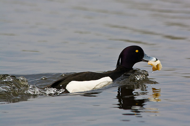 photo "***" tags: nature, wild animals