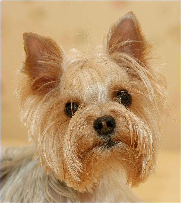 photo "After the haircut ..." tags: nature, pets/farm animals