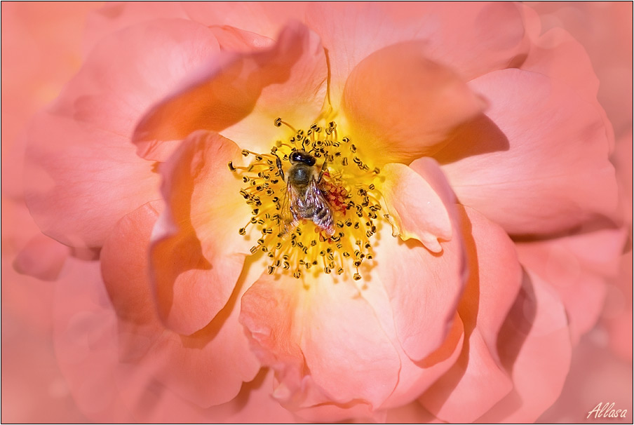 photo "***" tags: nature, flowers, insect