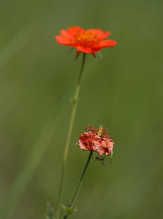 photo "Youth and fading flower" tags: macro and close-up, 