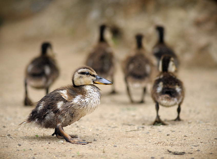 photo "***" tags: nature, wild animals