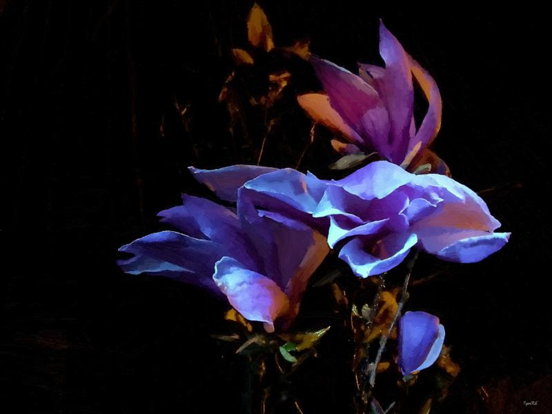 фото "Ночная магнолия" метки: природа, digital art, цветы