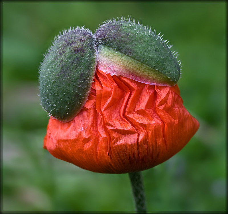 photo "***" tags: nature, flowers