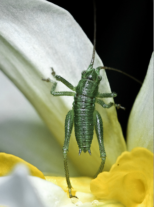 photo "***" tags: nature, insect