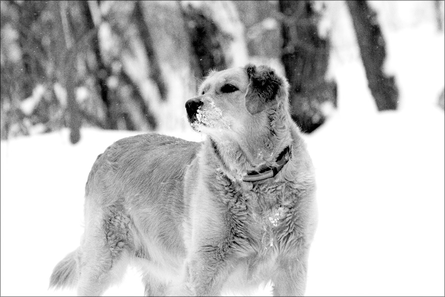 photo "Winter dog" tags: nature, black&white, pets/farm animals