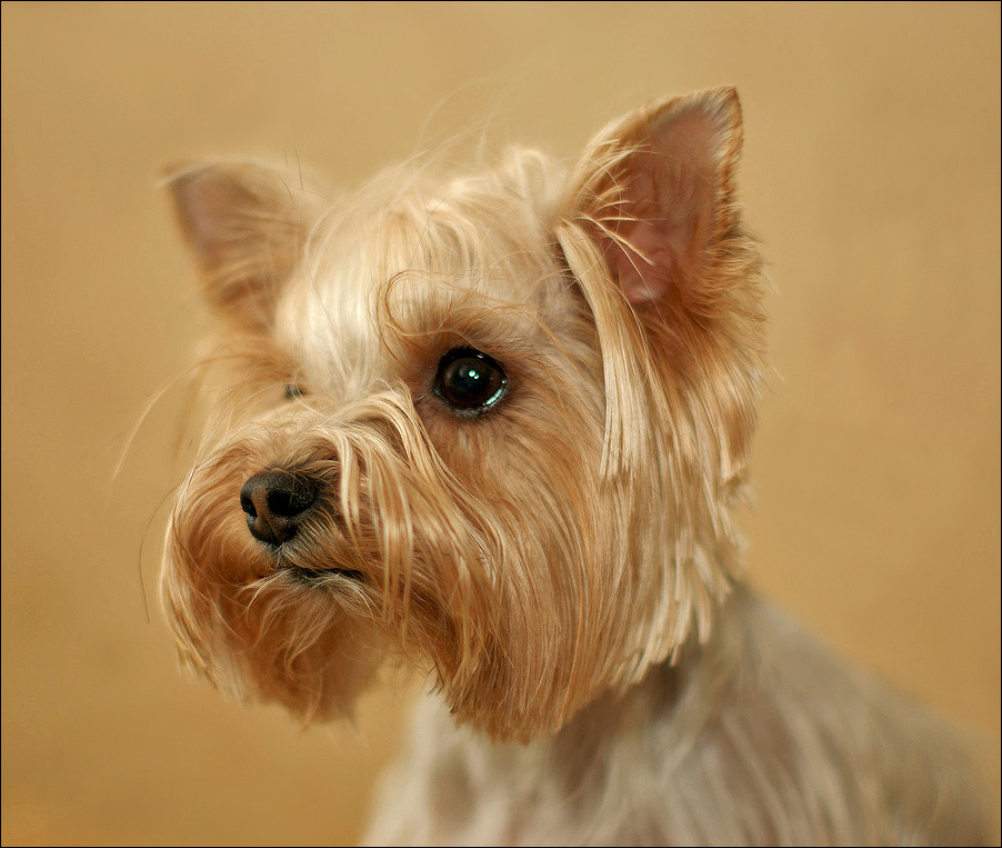 photo "Head of Yorkshire Terrier" tags: nature, pets/farm animals