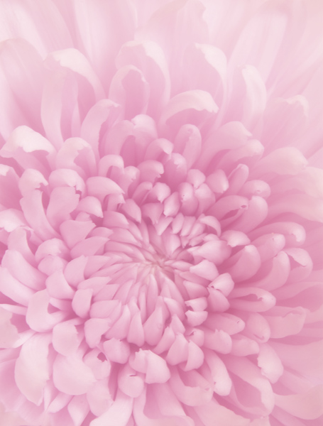 photo "Stephanie" tags: nature, flowers