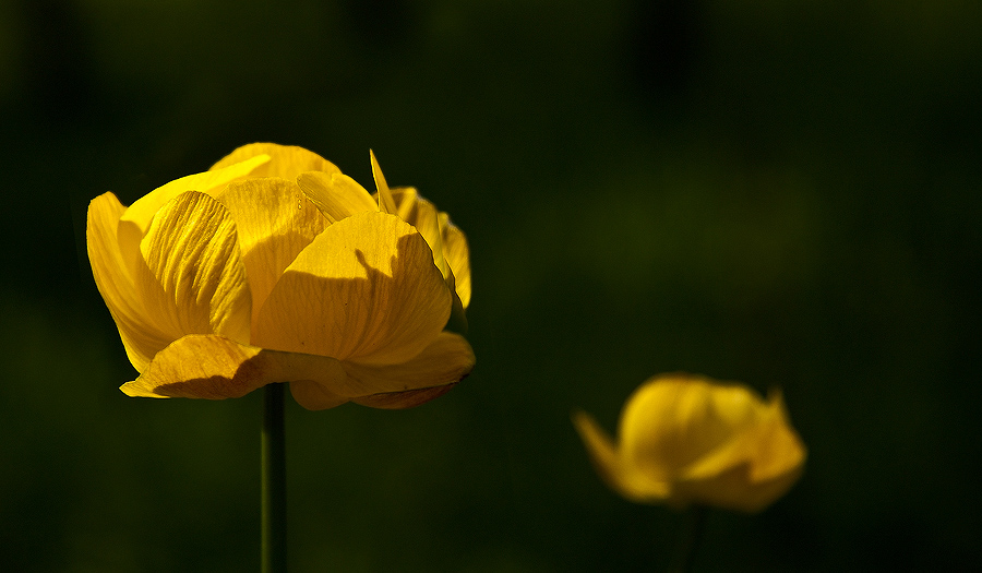 photo "***" tags: nature, flowers