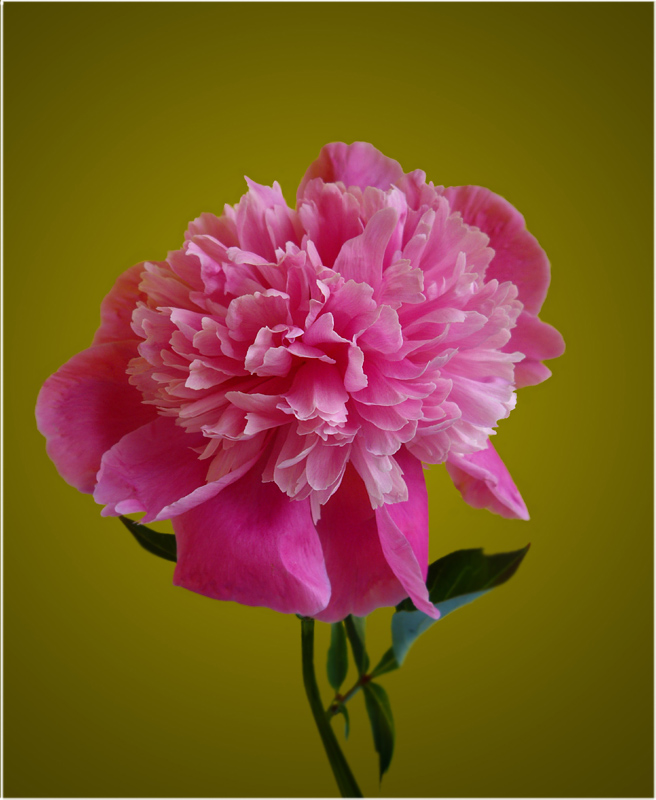 photo "Peony on mustard background" tags: nature, flowers