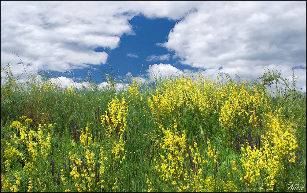 фото "Луговые цветы" метки: пейзаж, природа, лето, цветы