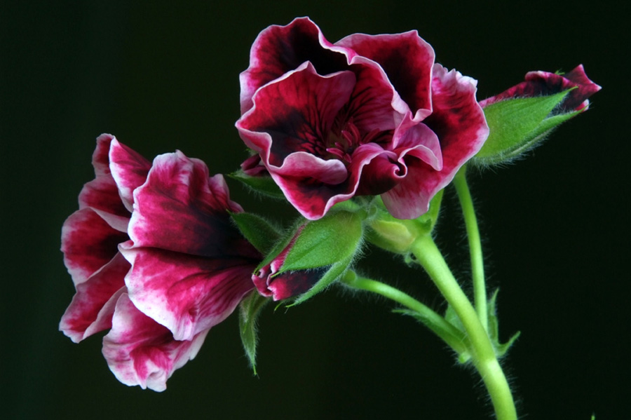 photo "pelargonium" tags: nature, macro and close-up, flowers